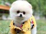 Irk ve Sağlık Garantili Pomeranian Boo Kızımız/ İnstagram: pomeranianboodunyasi_