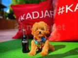 3 Aylık MiniBoy Maltipoo Yavrularımızdan/ İnstgaram: pomeranianboodunyasi_