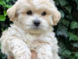 Show kalite Maltipoo yavrular