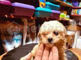 65 günlük orjinal toy poodle 