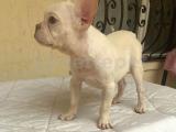 French Bulldog Lilac Tan Platinium erkek 