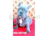 BLUE LİLAC QUAD FRENCH BULLDOG YAVRULAR İZMİR iletişim..05530827380