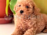 Apricot Poodle yavrumuz 