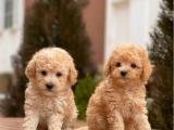 MİNİ TOY POODLE BEBEKLERİMİZ