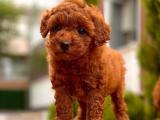 MİNİ TOY POODLE YAVRULAR