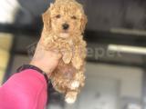 A KALİTE TOY POODLE BEBEKLER ÇİFTLİĞİMİZDEN 