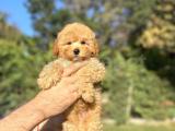 SEVİMLİ POODLE BEBEKLERİMİZ DİŞİ ERKEK