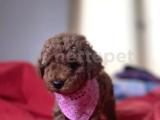 ANNE ALTINDAN RED TOY POODLE 