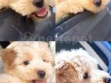 Hemen acil 6 aylık maltipoo erkek