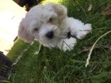 orjinal maltipoo