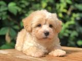 Show Dizayn maltipoo yavrumuz (FLOYD)