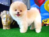 Mini boy ayıcık surat Pomeranian boo yavrumuz 