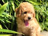 TOY POODLE YAVRULARIMIZ