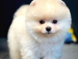 Teddy Bear Face Pomeranian Boo Yavrularımız