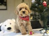 ÇEŞİT ÇEŞİT POODLE BEBEKLER 