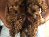 EFSANE RED TOY POODLE