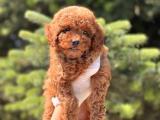 RED TOY POODLE YAVRULAR