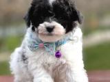 Harlequinn Toy Poodle