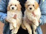 Veteriner teknikerinden sevimli toy poodle yavrumuz 