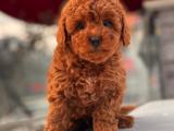 SAĞLIK GARANTİLİ RED BROWN TOY POODLE YAVRULAR