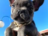 Tüy ve göz rengi ile kendine hayran bırakan Blue French bulldog yavrularımız