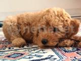 3 aylık dark apricot erkek toy poodle yavru @catboyssss da