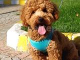 8 aylık Wc eğitimli Toy poodle