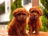 Anne Altından Red Brown Toy Poodle Yavrularımız
