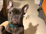 Blue French Bulldog