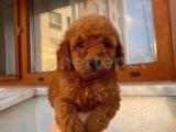 Sağlık ve Irk Garantili Toy Poodle Yavrularımız