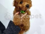 Orjinal red toy poodle yavrularımız