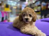 Apricot Toy Poodle Yavru