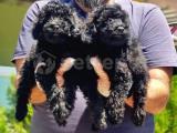 MÜKEMMEL KALİTEDE SİYAH  TOY POODLE YAVRU  