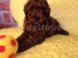 Şekerden daha tatlı Toy Poodle oğlumuz Latte