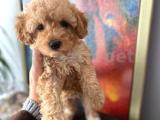 ORJİNAL TOY POODLE BEBEKLERİMİZ GARA 