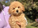 APRİCOT TOY BOY POODLE YAVRUMUZ AŞILI