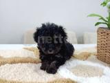 Gerçek Teacup Silver Toy Poodle Dişi