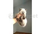 Yavru Patiler Güvencesi ile Yeni Gelen Tedybear Pomeranian Yavrularımız  