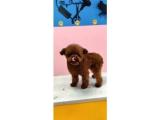 Orjinal Toy Poodle