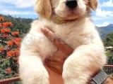 Orjinal Golden Retriever Yavrularımız