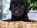 İSTANBUL ORJİNAL CHOCOLATE KAHVERENGİ TOY POODLE YAVRULAR DİŞİ ERKEK MEVCUT