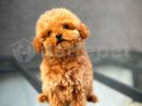 Irkının En İyi ToyPoodle Yavrularından/ İnstagram: pomeranianboodunyasi_