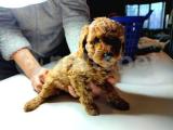 Her renk toy poodle yavrularımız orjinal pasaportlu chipli