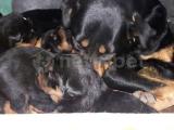 Koca Kafa Macar Rottweiler Yavrularım