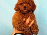 2 Aylık Erkek ve Dişi Gerçek Toy Poodle