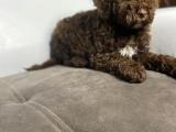 Toy Poodle Yavrular