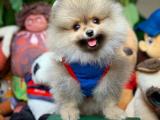 @yavrupatiler den yavru oğlumuz gold bear / pomeranian boo