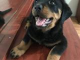 Safkan Orjinal Rottweiler Yavruları