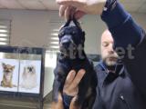 A KALİTE DOBERMAN AŞILI KARNELİ TESLİM