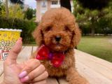 ırk ve sağlık garantili TOY POODLE